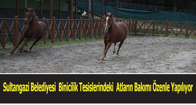 Sultangazi Belediyesi  Binicilik Tesislerindeki  Atların Bakımı Özenle Yapılıyor