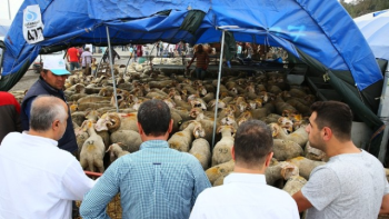 İstanbullular Sultangazi Kurban Satış ve Kesim Merkezi'ne Akın Etti