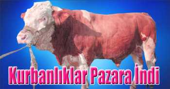 Kurbanlıklar Pazara İndi