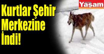  Kurtlar Şehir Merkezine İndi