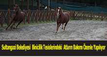 Sultangazi Belediyesi  Binicilik Tesislerindeki  Atların Bakımı Özenle Yapılıyor