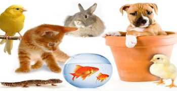  Sultangazi’ye Pet Shop Açılıyor 